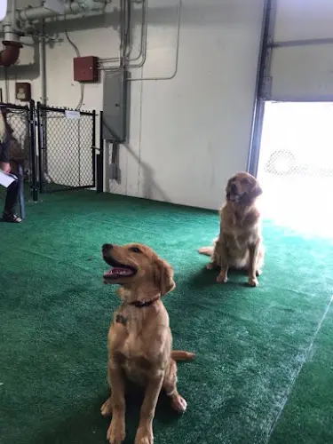 Dog day care center Must Love Paws Hillsboro
