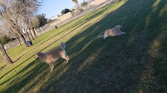 Dog Park Freedom Park Ventura