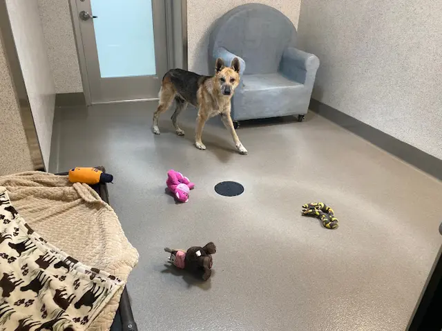 Pet boarding service Placer SPCA Roseville
