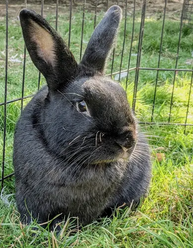 Rescue & Shelter Binky Bunny Tales Rescue Tacoma