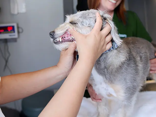 Pet vet Qualified Pet Dental Westminster