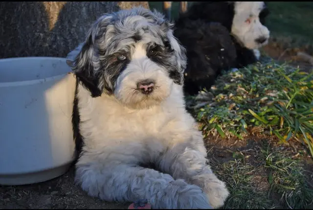 Dog breeder California Aussiedoodles Victorville