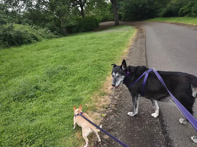 Dog Park Meadowbrook Marsh Park Vancouver