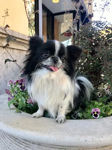 Pet boarding service TEACUP TAILS - MICRO and TEACUP CHIHUAHUA PUPPIES Sacramento