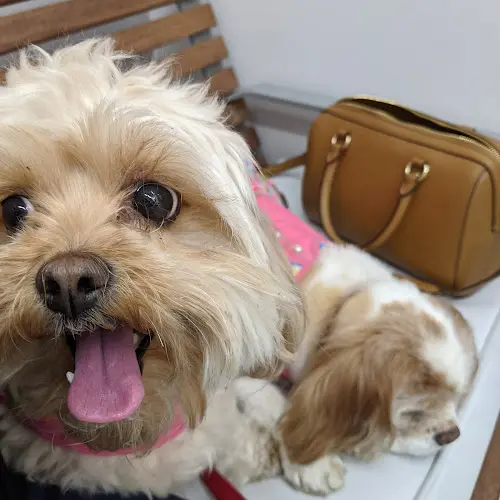 Pet vet Southern California Veterinary Hospital & Animal Skin Clinic Simi Valley
