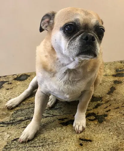 Dog day care center All Creatures Veterinary Center Santa Clarita