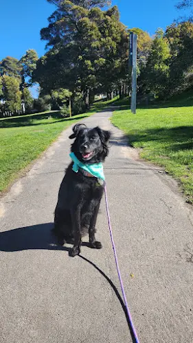 Dog Park San Bruno City Park Daly City