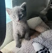 Rescue & Shelter Community Concern For Cats Concord