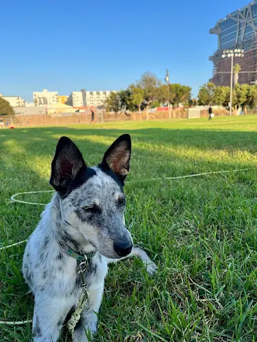 Dog day care center Dingo Doggies Campus Los Angeles