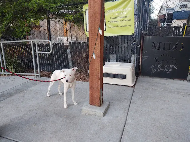 Dog trainer The Milo Foundation Richmond