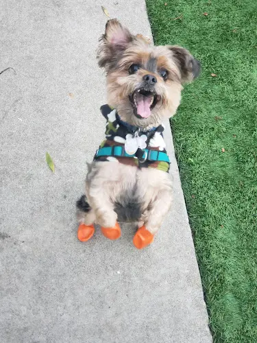 Dog Grooming Virginia's Professional Pet Grooming San Francisco