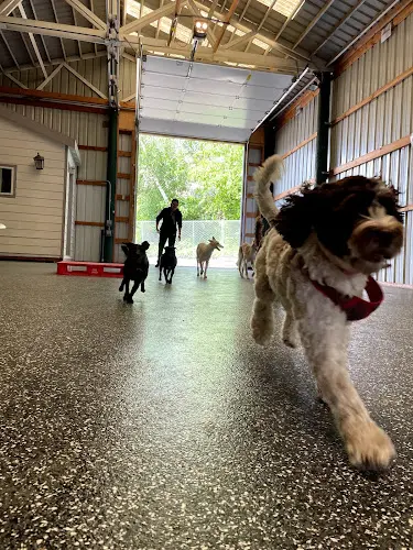 Dog day care center Dogville on Barbur Portland