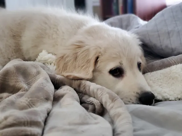Dog breeder Mt Baker Retrievers Bellingham