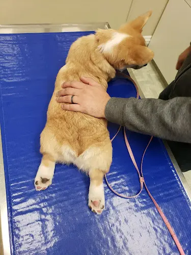 Pet vet Hollywood Hill Animal Hospital Kirkland