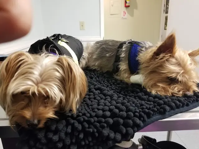 Pet vet Parkway Pet Clinic: Henderson William J DVM San Marcos