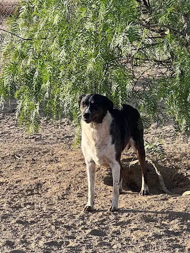 Dog day care center Felines and Fidos all Suite Boarding Victorville