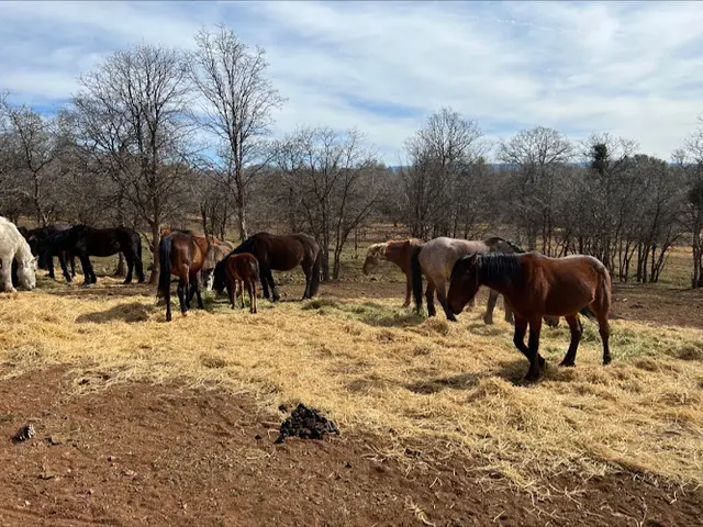 Rescue & Shelter Wild Horse Sanctuary Redding