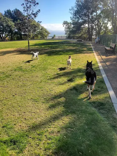 Dog Park Springville Dog Park Ventura