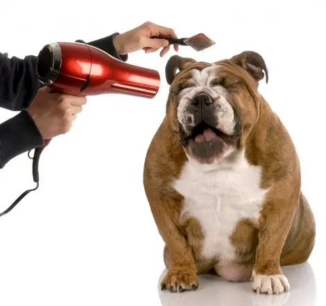 Dog Grooming The Groom Room Burbank