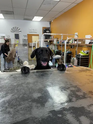 Dog day care center Doggie Dos Carlsbad