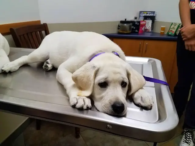 Pet vet Four Paws Veterinary Center Livermore