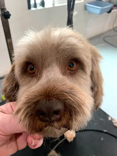 Dog Grooming Wags Wash and Groom Salon Santa Rosa
