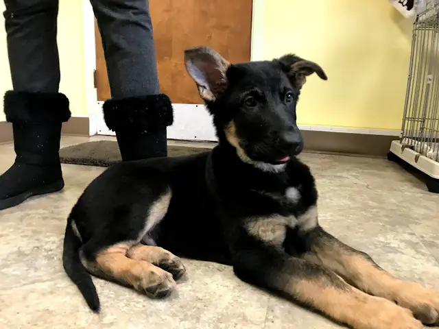 Dog breeder Homeward Bound Pets Salem