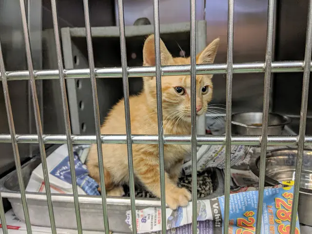 Pet vet Devore Animal Shelter San Bernardino