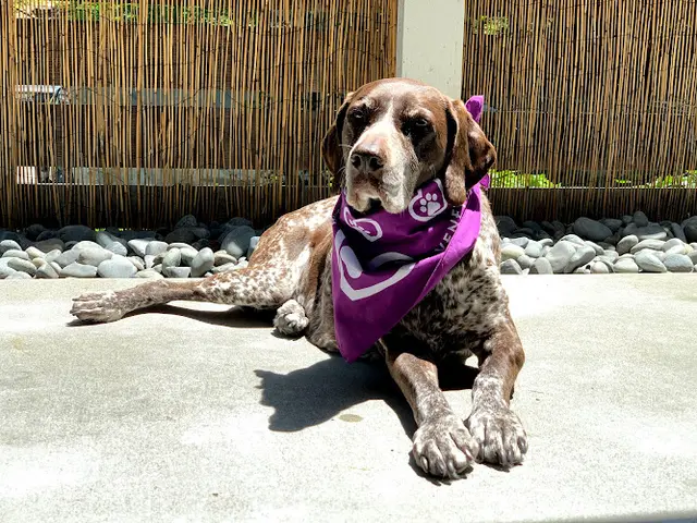 Dog day care center Venetian Pet Hospital Stockton