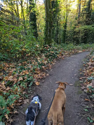 Dog Park Marquam Nature Park Portland