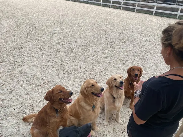 Dog trainer Companion Dog Training Escondido