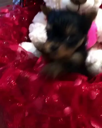 Pet boarding service Shannon's Yorkies Redding