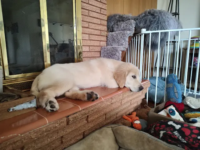 Dog breeder oak grove goldens Salem