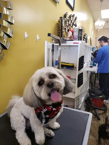 Dog Grooming MJ's Pet Spaw & Boutique Cage Free Salon & Mobile Grooming Mission Viejo