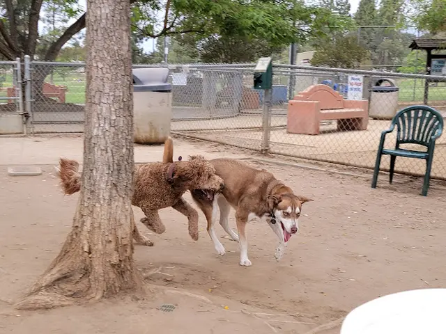 Dog Park Rancho Bernardo Dog Park Temecula