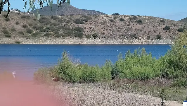 Dog walker North Shore Lake Hodges Trailhead Escondido
