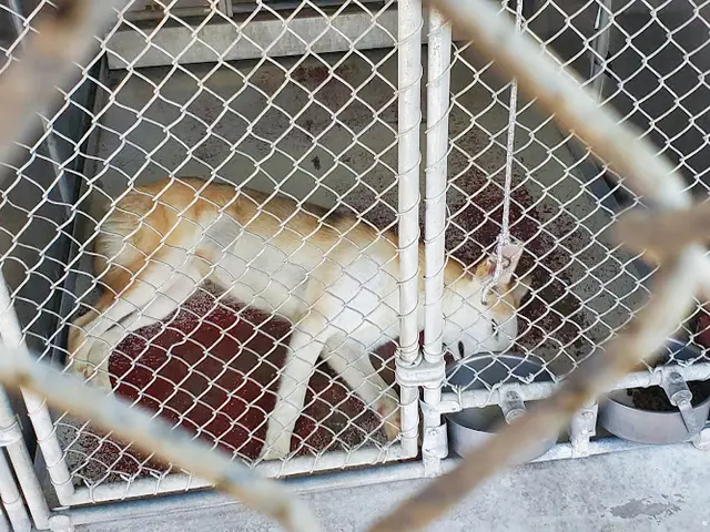 Rescue & Shelter Redlands Animal Shelter Fontana