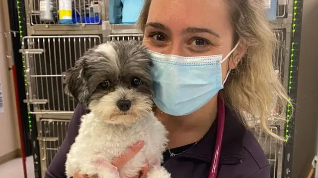 Pet boarding service VCA Advanced Veterinary Care Center Torrance