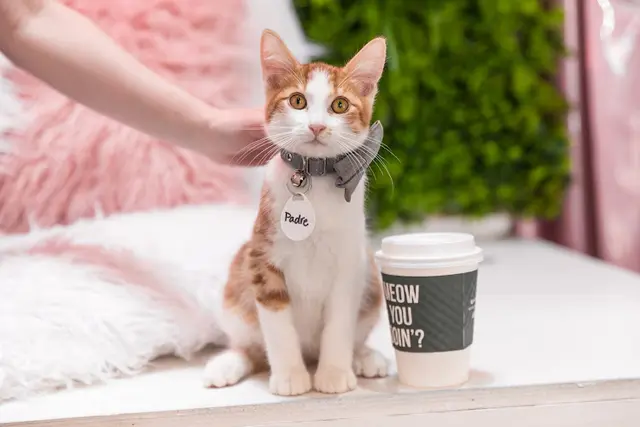 Rescue & Shelter Crumbs & Whiskers | Kitten & Cat Cafe Glendale