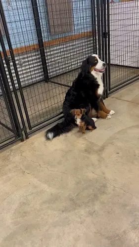 Dog day care center DogConnectionPDX Daycare & Boarding Portland