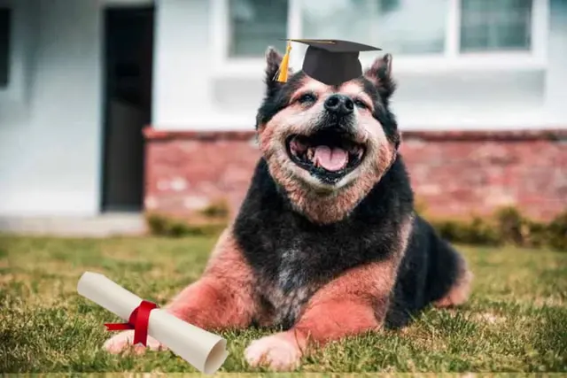 Pet vet Bullard Marks Vetmed Center Fresno