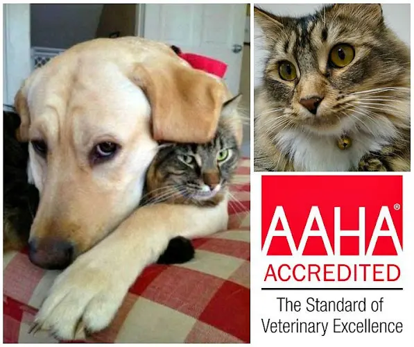 Pet vet Firestone Animal Hospital South Gate