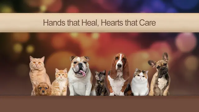 Pet vet American Veterinary Hospital of Simi Valley Simi Valley