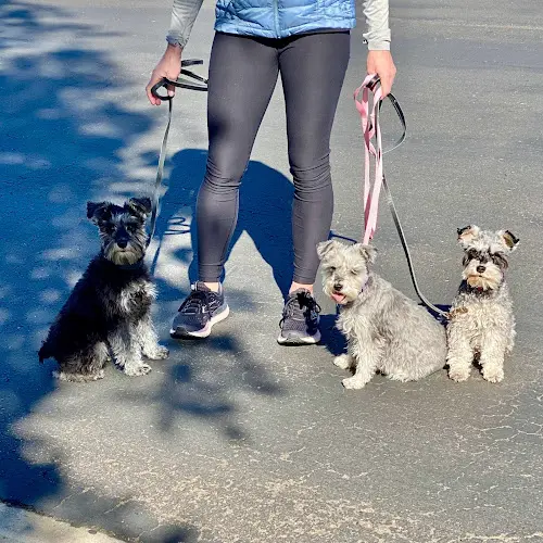Dog trainer Finest City Dog Training San Diego