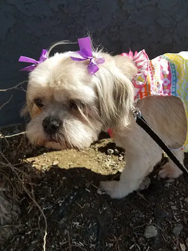 Dog Grooming GinnieO's Dog & Cat Grooming Spokane Valley