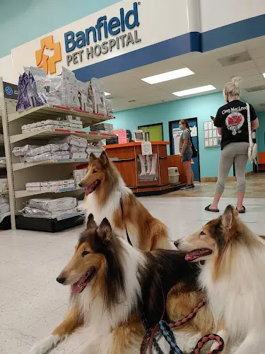 Pet vet Banfield Pet Hospital Roseville