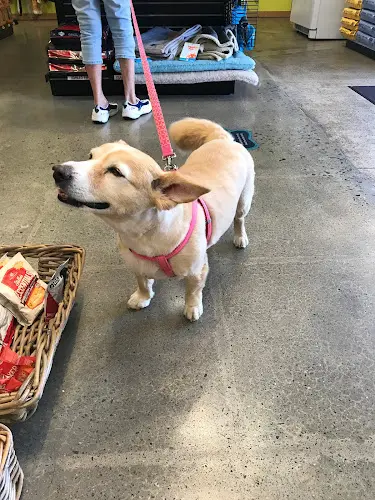 Rescue & Shelter IB Pet El Cajon
