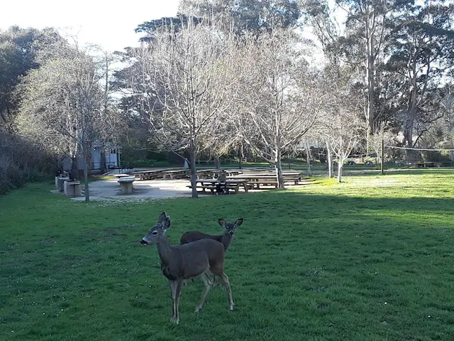 Dog Park San Pedro Valley Park Daly City