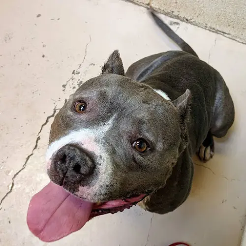 Rescue & Shelter Sammie's Friends, Nevada County Animal Shelter Redding