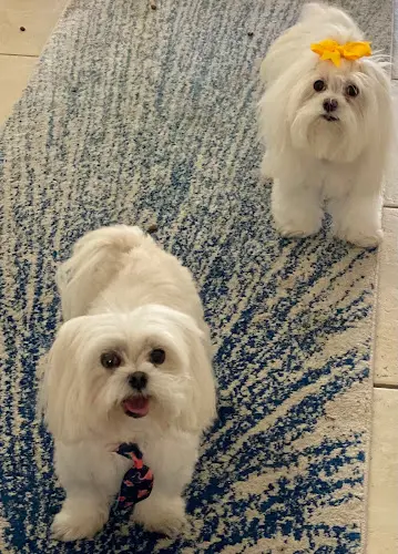 Dog Grooming Posh Pups Grooming Salon Santa Rosa